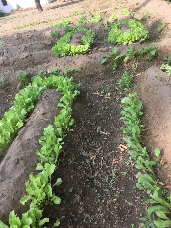 lettuce should be ready by first week of December 600